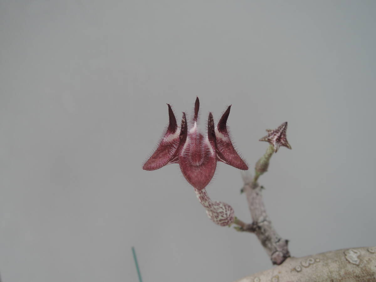  последний лот Cello . механизм sa- авторучка tina(Ceropegia serpentina) суккулентное растение gagaimo