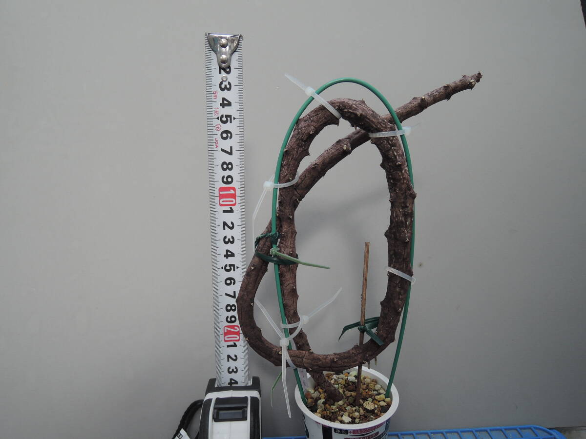  последний лот Cello . механизм sa- авторучка tina(Ceropegia serpentina) суккулентное растение gagaimo