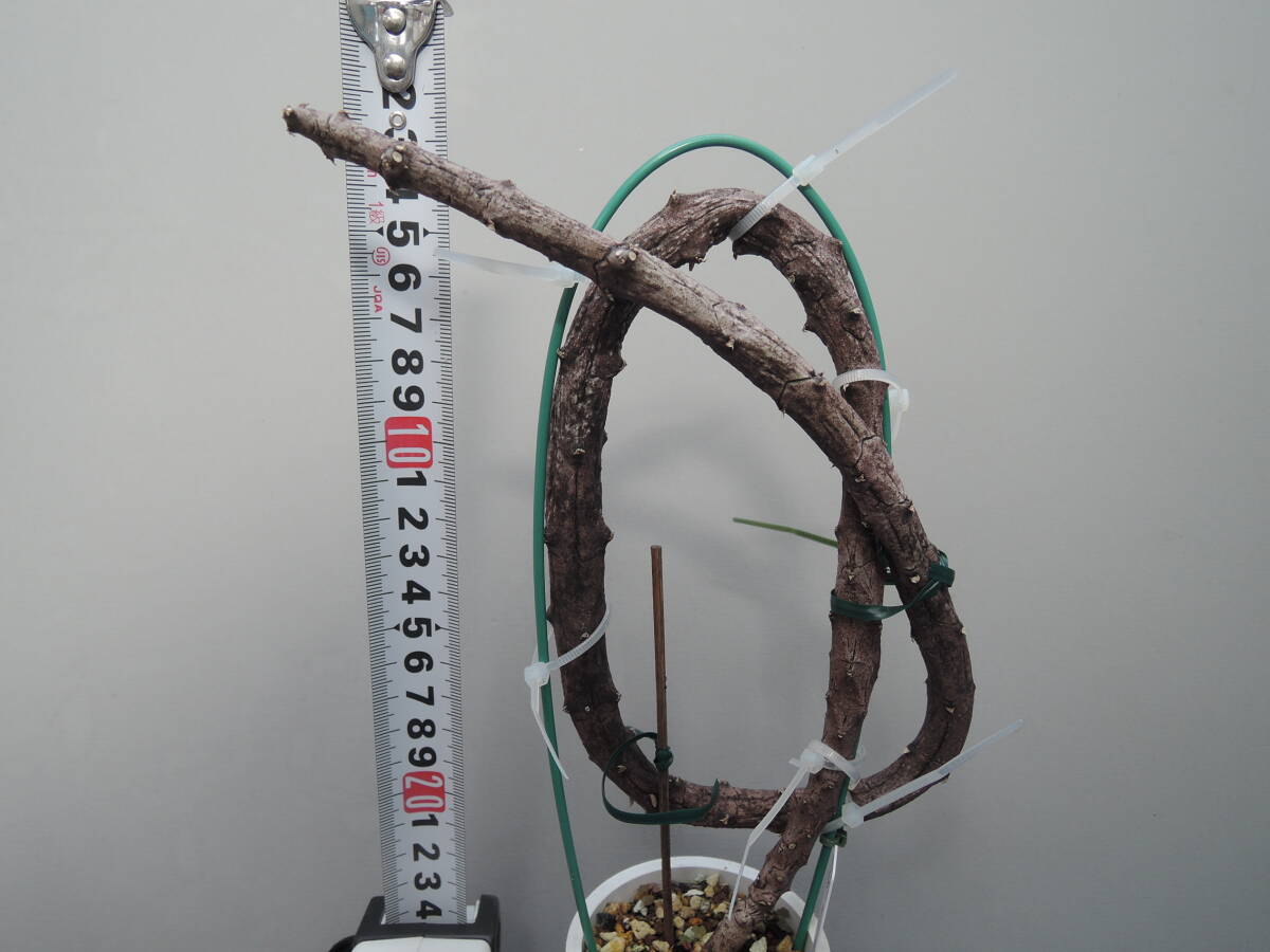  последний лот Cello . механизм sa- авторучка tina(Ceropegia serpentina) суккулентное растение gagaimo