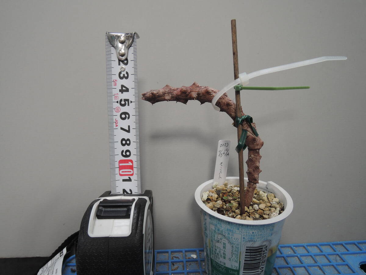  последний лот Cello . механизм старт peliforu ошибка mon соломинка sa[ маленький ] (Ceropegia stapeliiformis monstrusa) суккулентное растение gagaimo