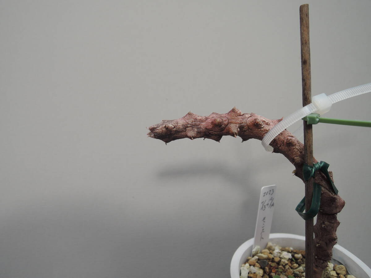  последний лот Cello . механизм старт peliforu ошибка mon соломинка sa[ маленький ] (Ceropegia stapeliiformis monstrusa) суккулентное растение gagaimo