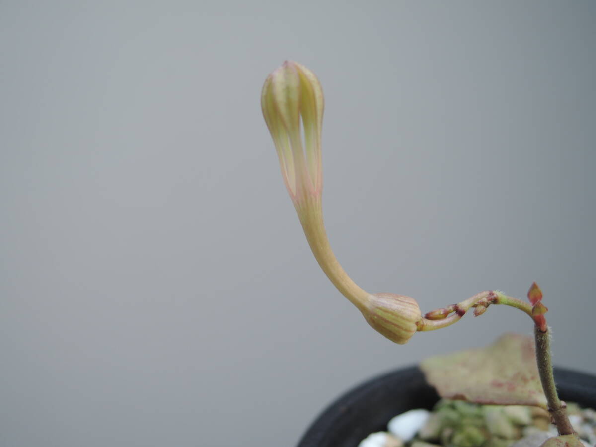 последний лот Cello . механизм ino Lunar ta(Ceropegia inornata) суккулентное растение gagaimo