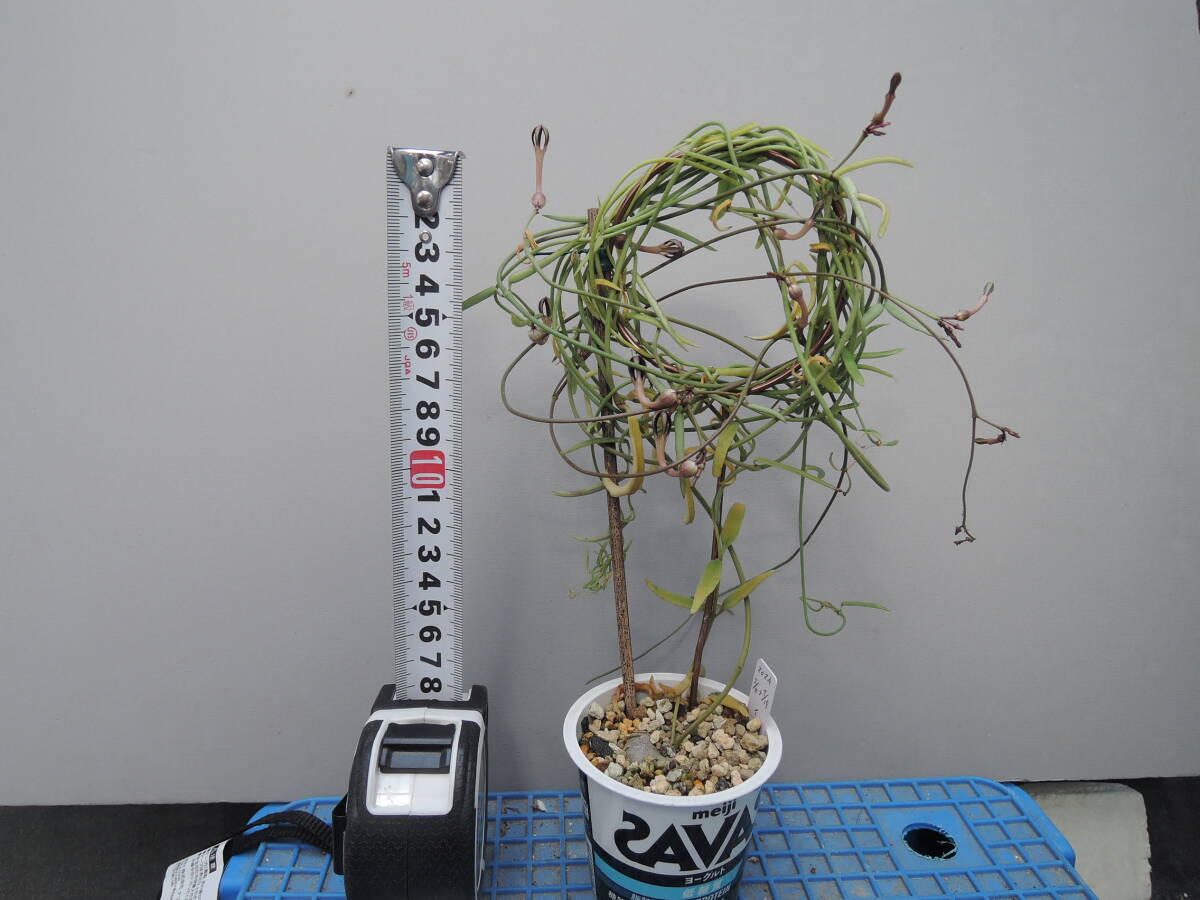  последний лот Cello . механизм ino Lunar ta(Ceropegia inornata) суккулентное растение gagaimo