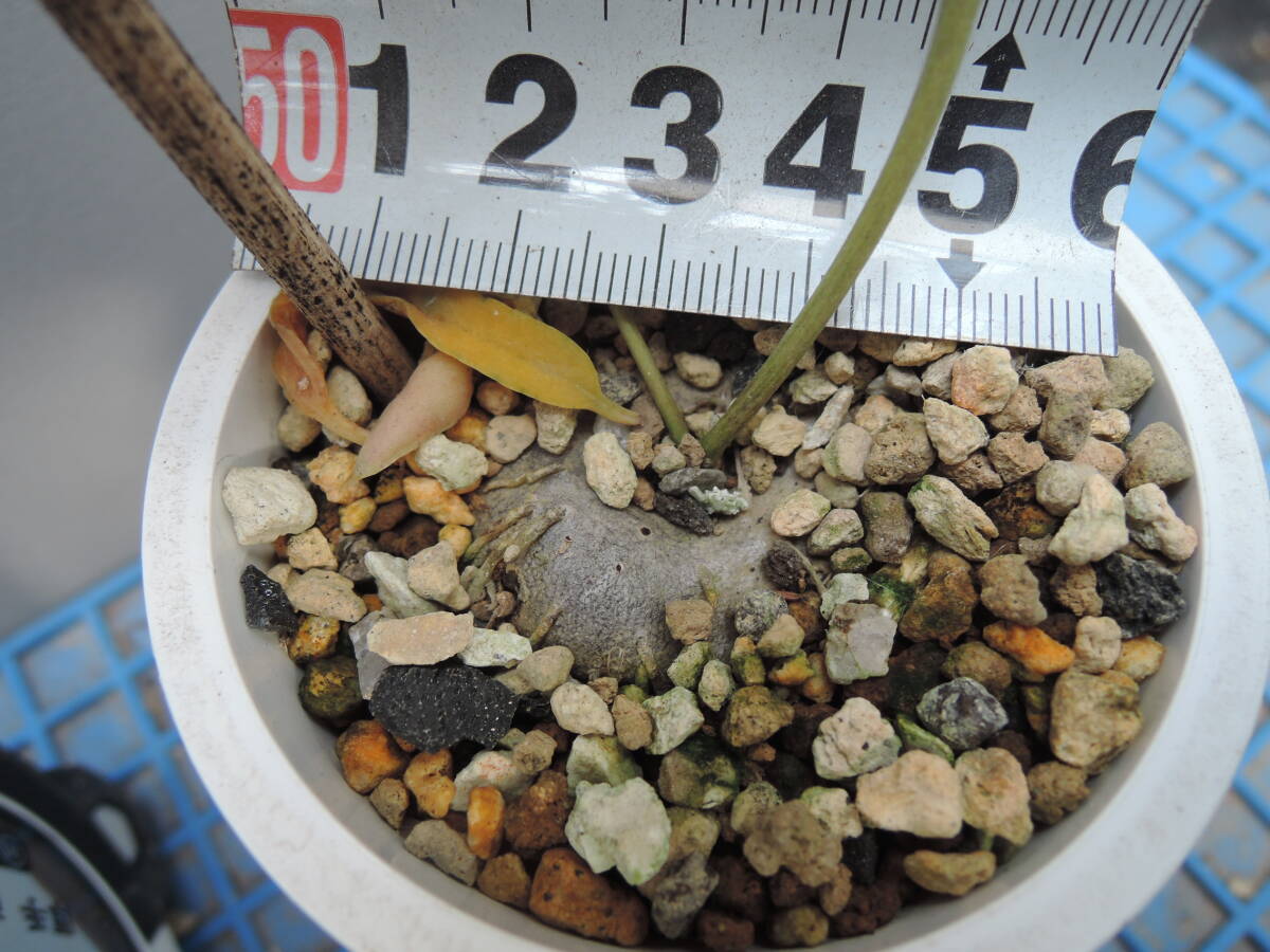  последний лот Cello . механизм ino Lunar ta(Ceropegia inornata) суккулентное растение gagaimo