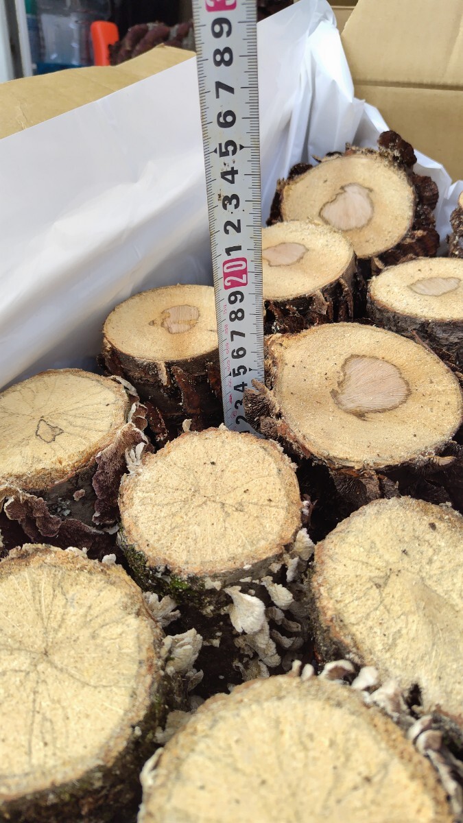 [ натуральный кожа la материал ]25шт.@ совместно оплата доставки при получении 