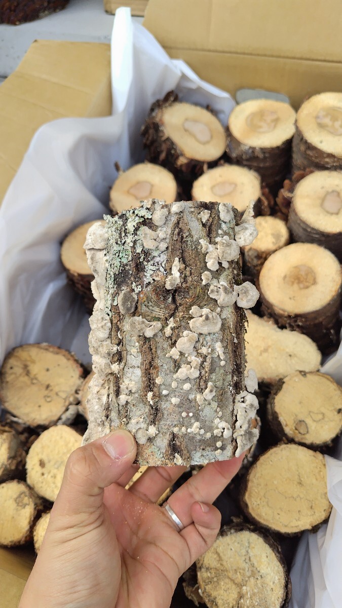 [ натуральный кожа la материал ]25шт.@ совместно оплата доставки при получении 