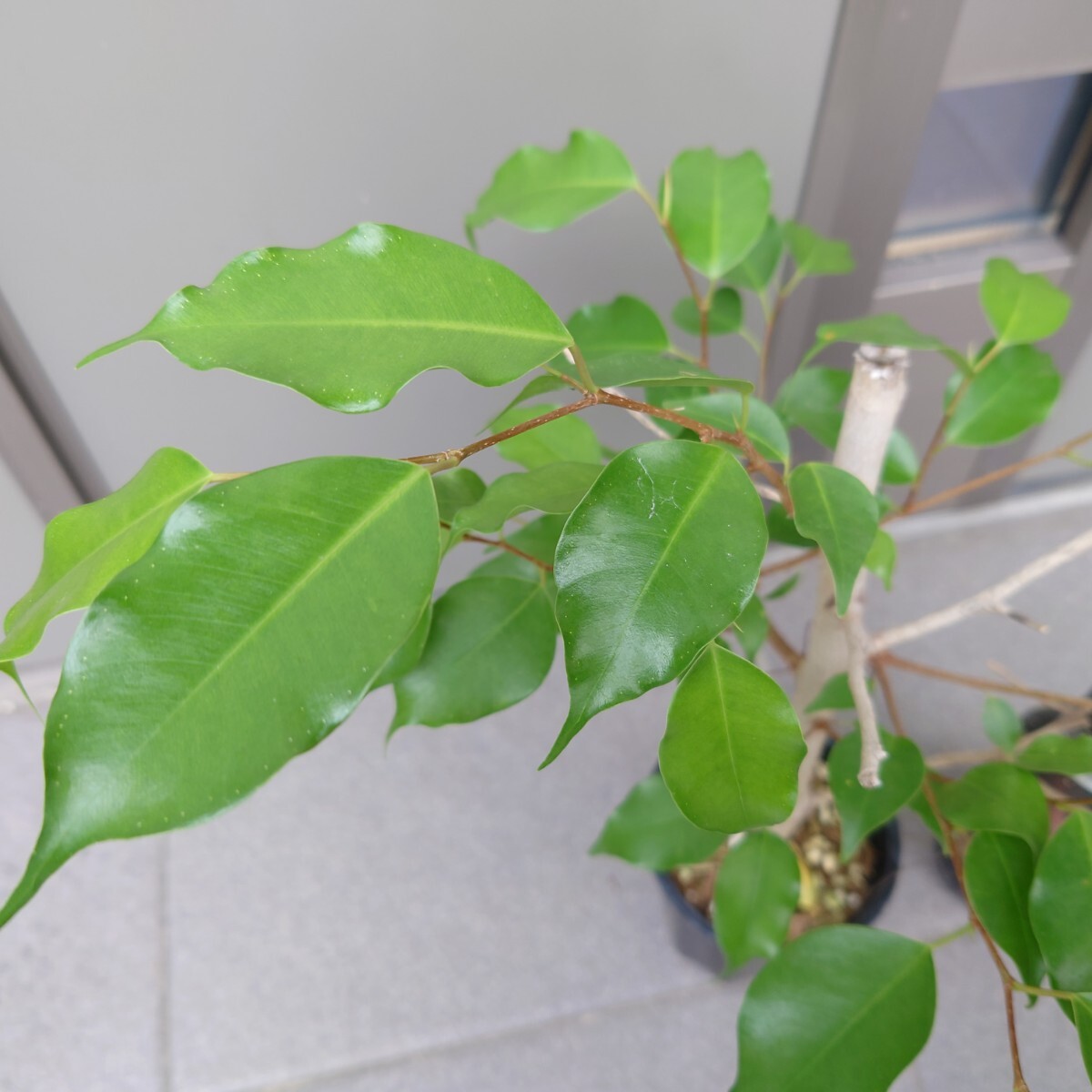 {HaL plants} Benjamin ветка ... надеты завершено 