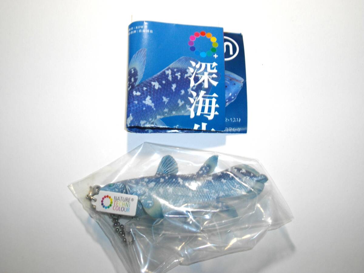★複数有 シーラカンス ネイチャーテクニカラー 深海生物 NATURE TECHNI COLOUR_画像1