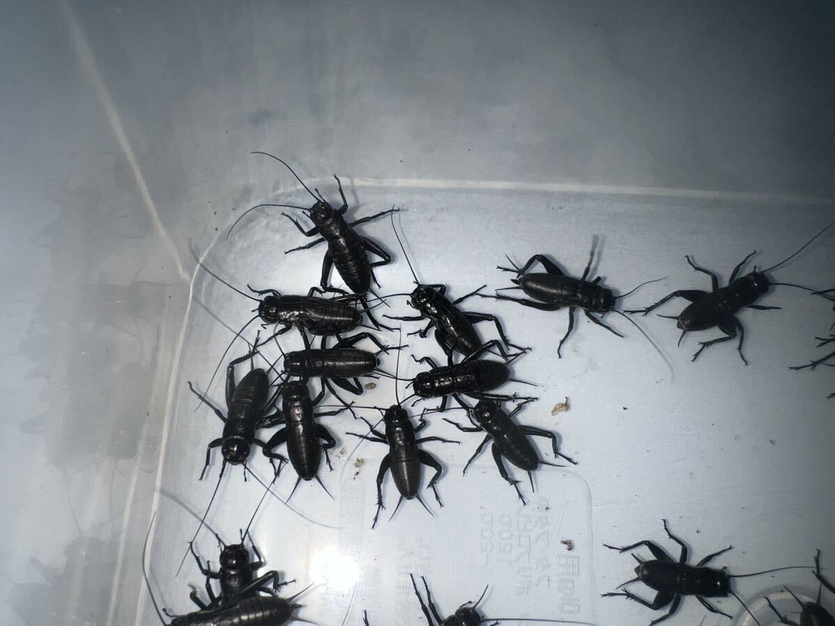  черный koorogiM 200 шт +α(. надеты гарантия ) 1.5~1.8cm степени немного .. есть есть 