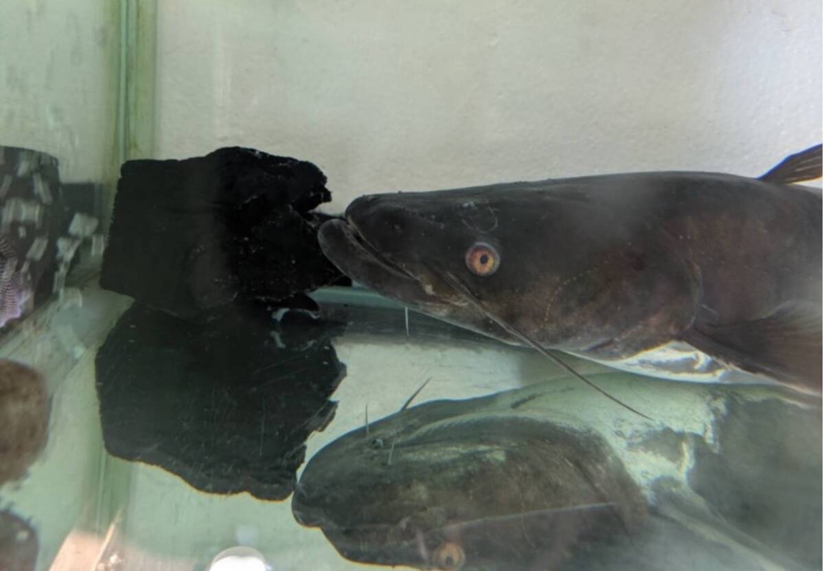 [ самовывоз ]biwakoo владелец maz примерно 70cm! натуральный особь! Shiga префектура близко . Hachiman город * отправка не возможно 