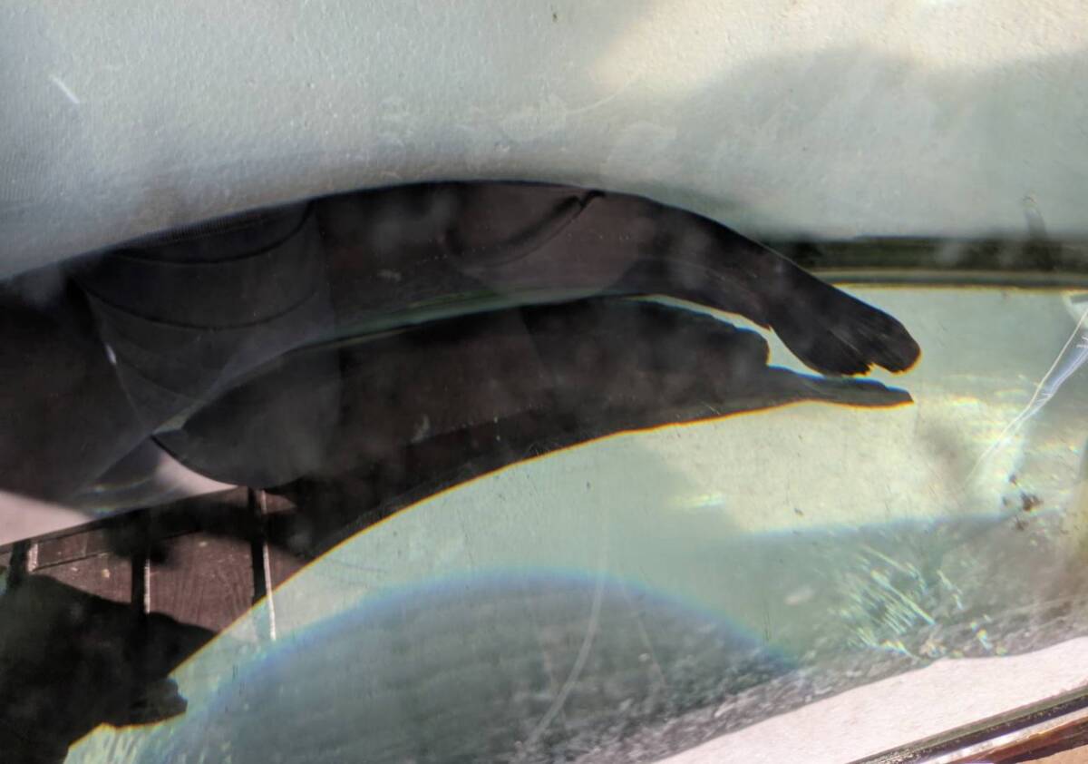 [ самовывоз ]biwakoo владелец maz примерно 70cm! натуральный особь! Shiga префектура близко . Hachiman город * отправка не возможно 