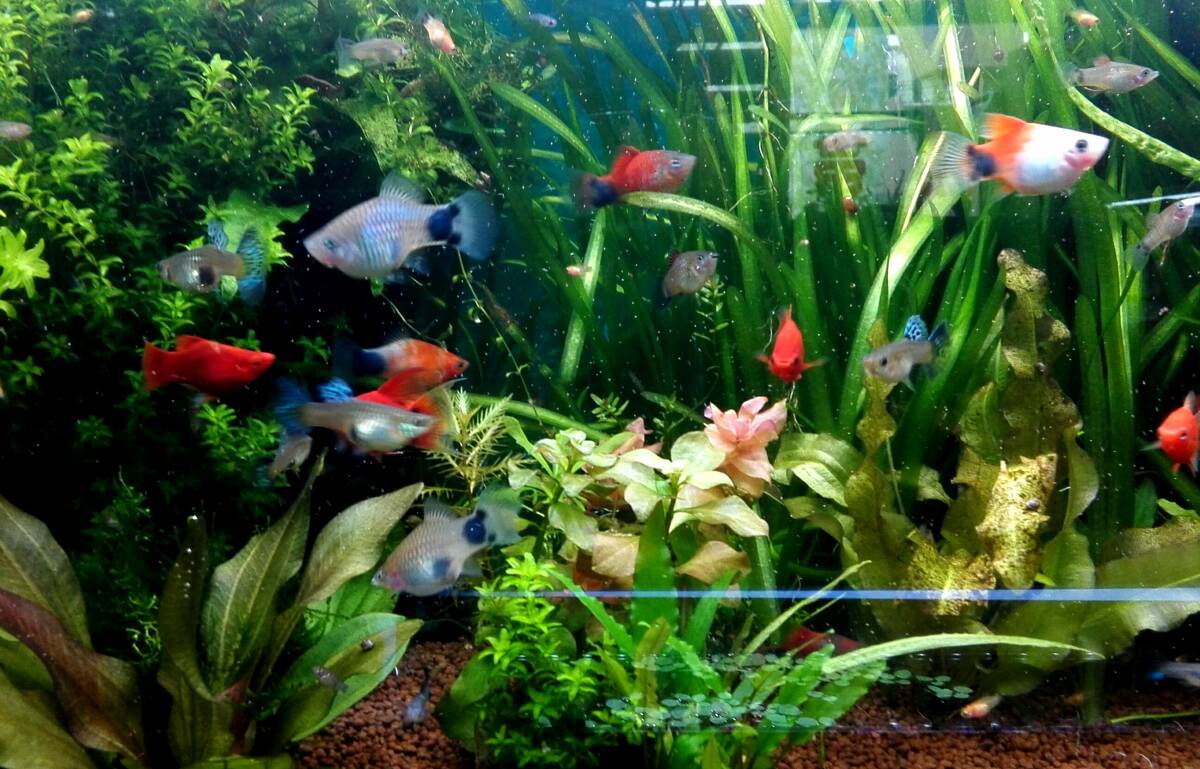 OASISAQUA店長お気に入りMIXプラティのＳM～SSサイズ20匹セット_画像3