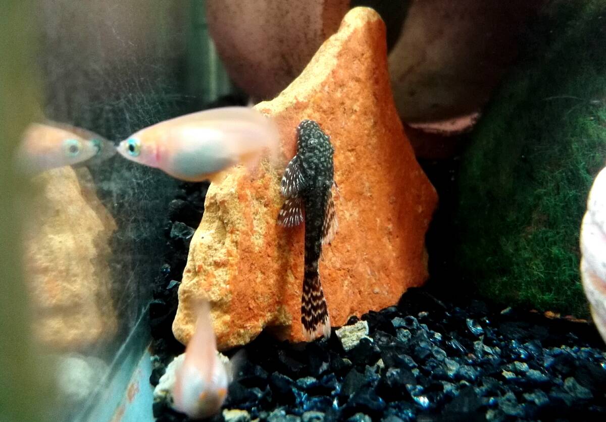 OASISAQUA 特価残り少量!ロングフィンスポットブッシープレコ S~SMサイズ 2匹セット _画像5