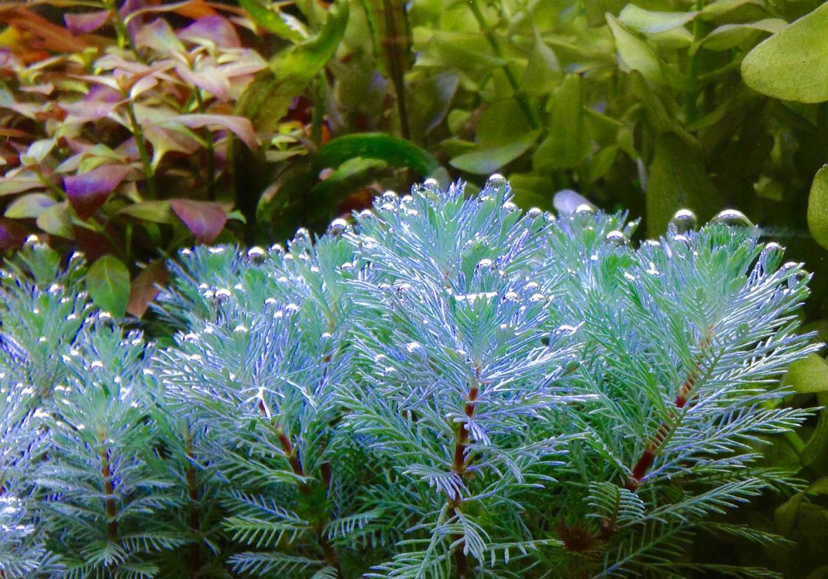 oasisaqua 超特価！ 無農薬 おまかせ水草イロイロ 50本+αセット！_画像8