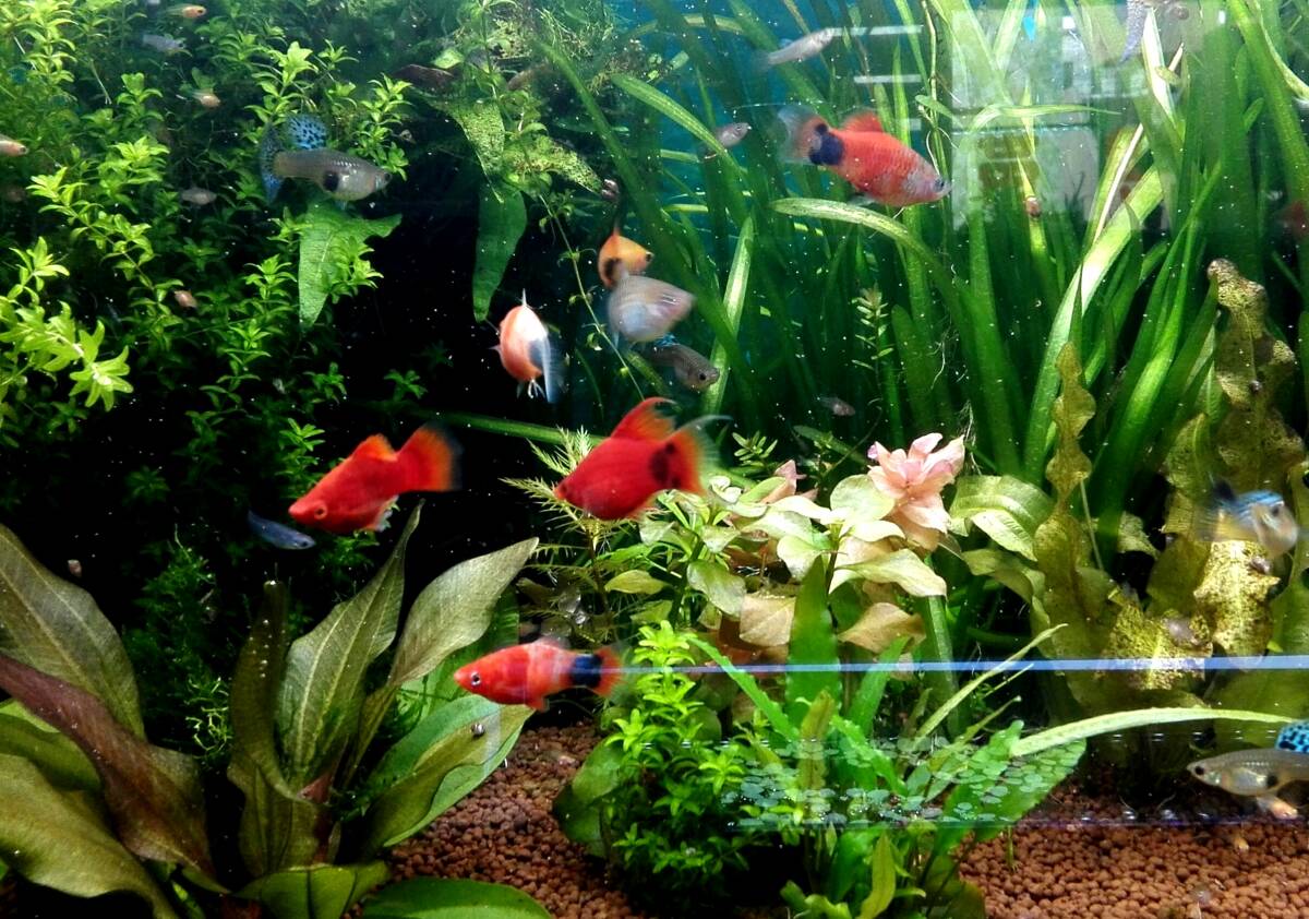 OASISAQUA店長お気に入りMIXプラティのＳM～SSサイズ20匹セット_画像2