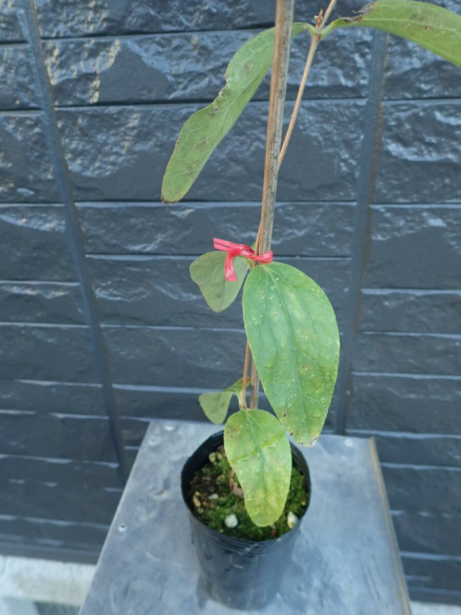 クレマチス 『コアチクリス』 山野草 斑入り _画像2