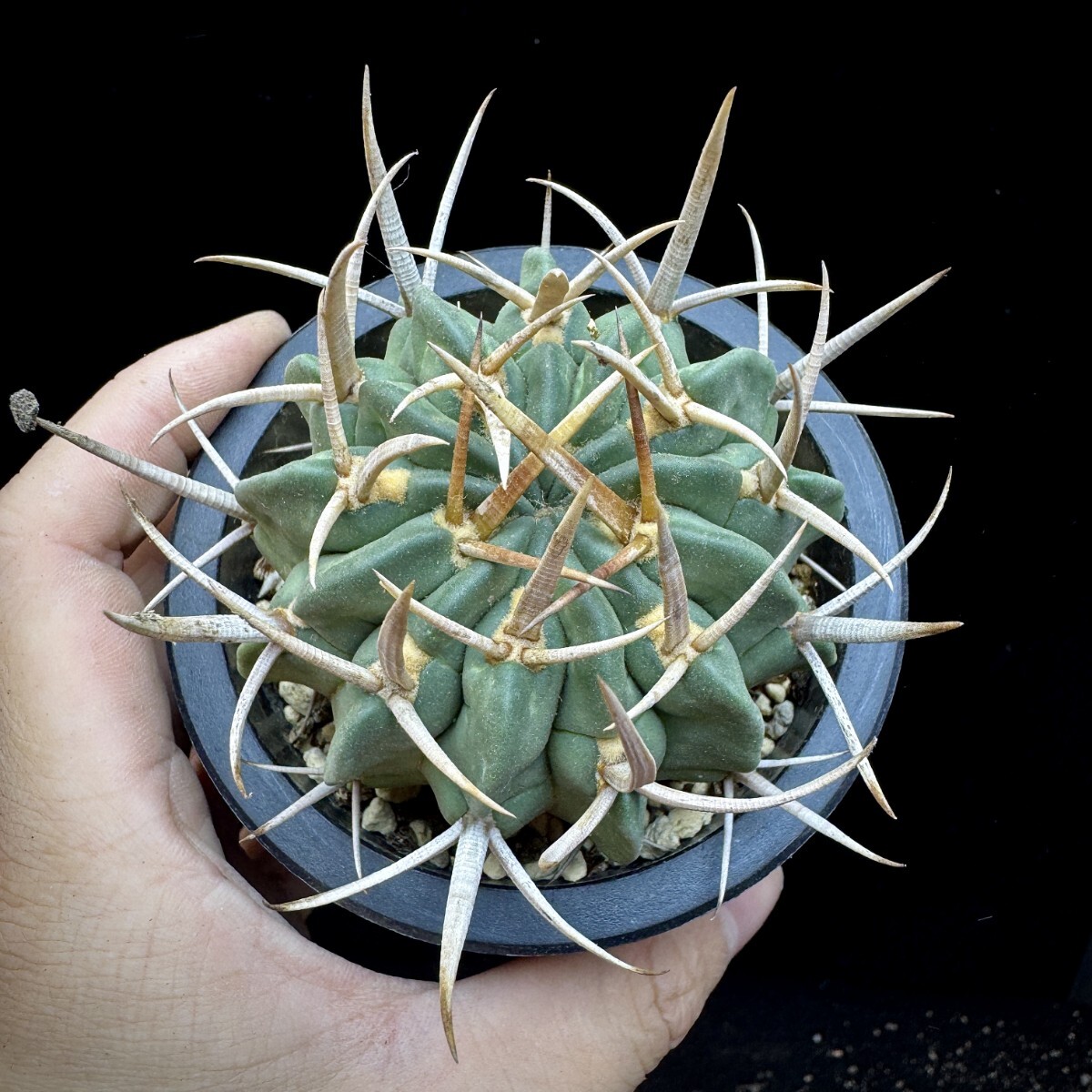 146A 多肉植物 サボテン 竜剣丸 Echinofossulocactus 極上品_画像1