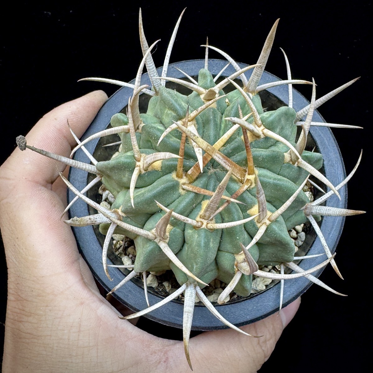 146A 多肉植物 サボテン 竜剣丸 Echinofossulocactus 極上品_画像2