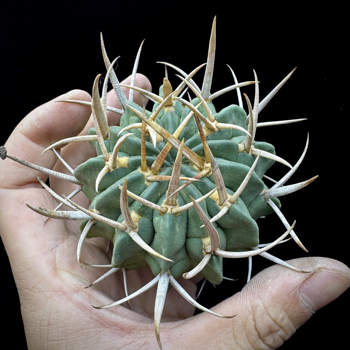 146A 多肉植物 サボテン 竜剣丸 Echinofossulocactus 極上品_画像3