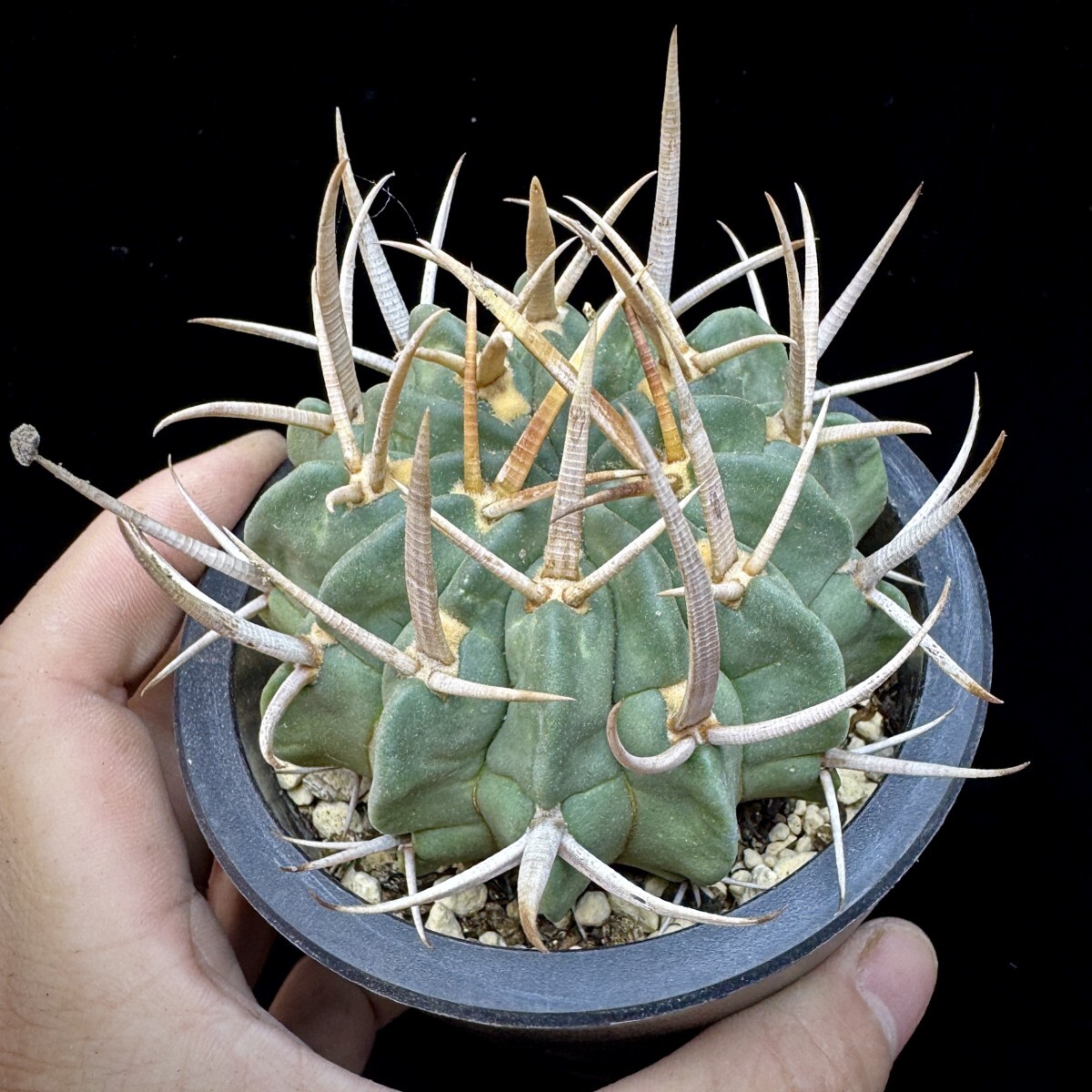 146A 多肉植物 サボテン 竜剣丸 Echinofossulocactus 極上品_画像4