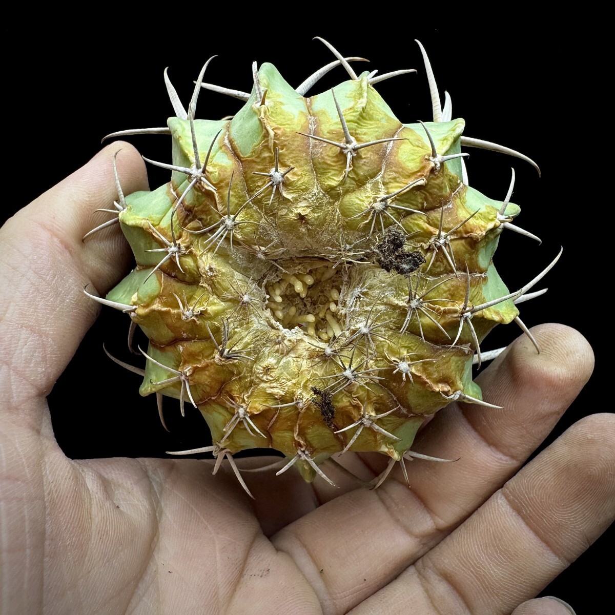 146A 多肉植物 サボテン 竜剣丸 Echinofossulocactus 極上品_画像5