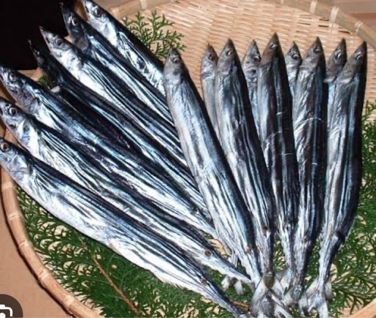 秋刀魚干物　10匹売り　（追加購入可能）送料一律 愛媛県豊後水道産漁師直送 他鮮魚アリ！ 冷凍発送！_画像1