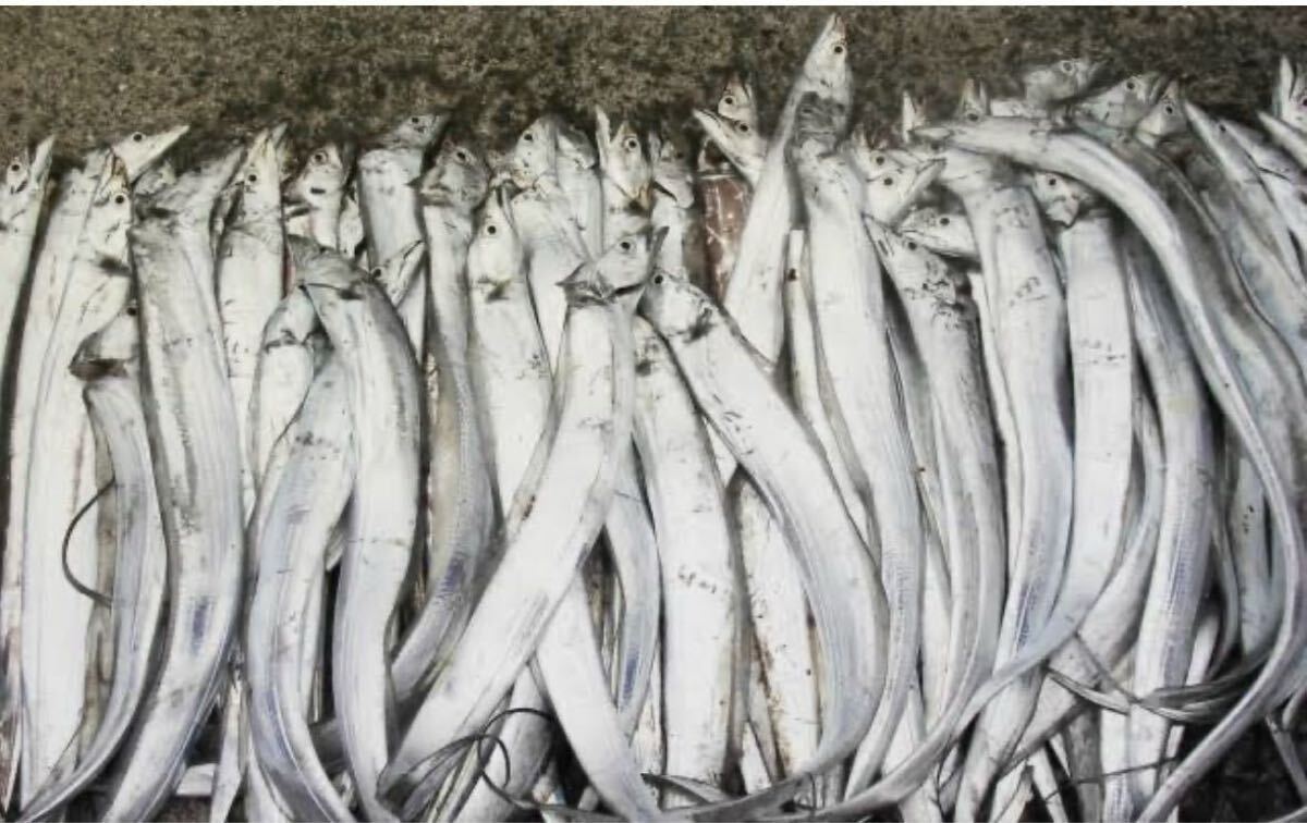 太刀魚　1キロ（追加購入可能）送料一律 鮮度抜群 愛媛県豊後水道産漁師直送 他鮮魚アリ！ 冷凍発送_画像1