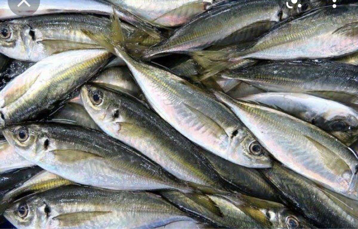 アジ　1キロ（追加購入可能）送料一律 鮮度抜群 愛媛県豊後水道産漁師直送 他鮮魚アリ！ 冷凍発送！！_画像1