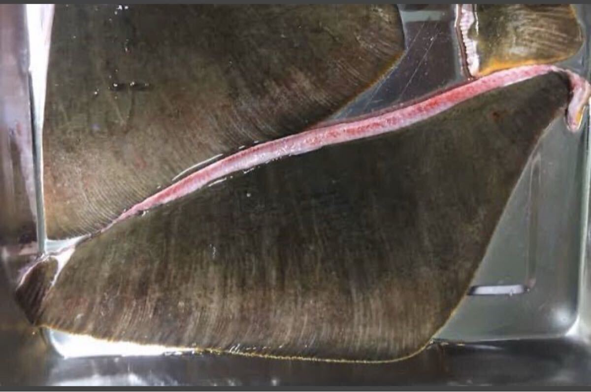 エイヒレ 生　1キロ （追加購入可能）送料一律 鮮度抜群 愛媛県豊後水道産漁師直送 他鮮魚アリ！ 冷凍発送　アカエイ_画像1