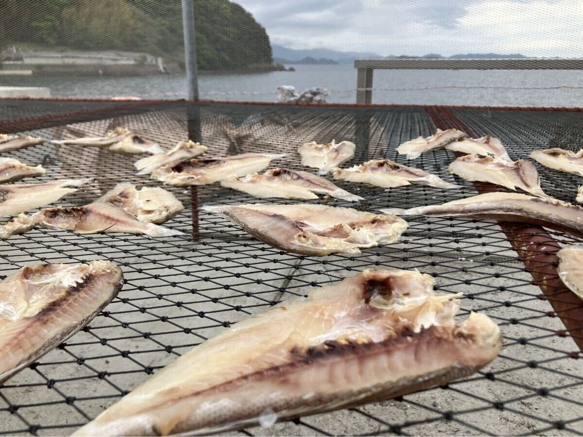 甘鯛　干物　4匹売り　（追加購入可能）送料一律 愛媛県豊後水道産漁師直送 他鮮魚アリ！ 冷凍発送　脂、旨味たっぷり！_画像2