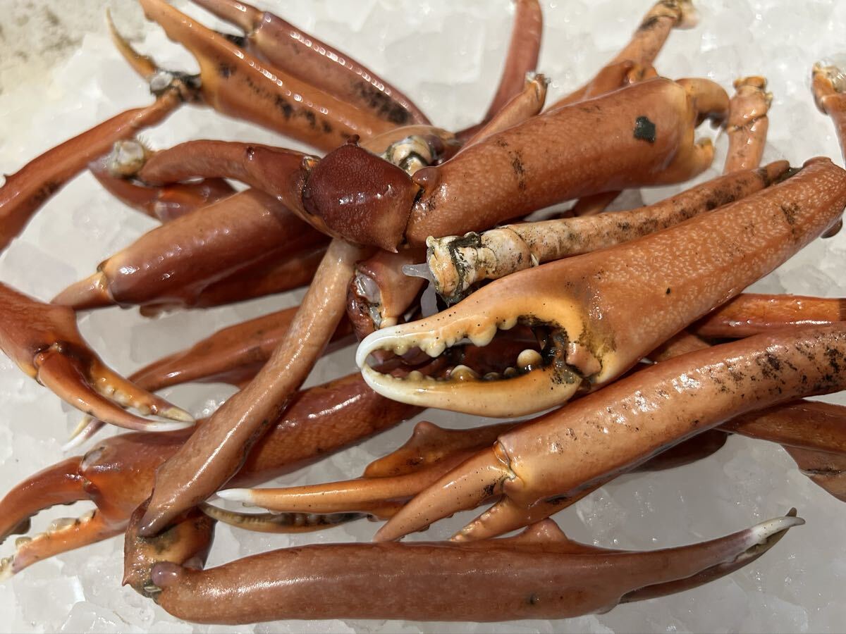 蟹爪　1キロ（追加購入可能）送料一律 鮮度抜群 愛媛県豊後水道産漁師直送 他鮮魚アリ！ 冷凍発送！_画像2