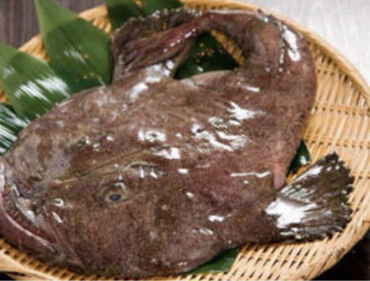 「アンコウ」4キロ以上保証(追加購入可能)送料一律 鮮度抜群 愛媛県豊後水道産漁師直送 他鮮魚アリ! 冷凍発送 安康_画像1
