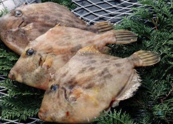 カワハギ 1キロ(追加購入可能)送料一律 鮮度抜群 愛媛県豊後水道産漁師直送 他鮮魚アリ! 冷凍発送!_画像1