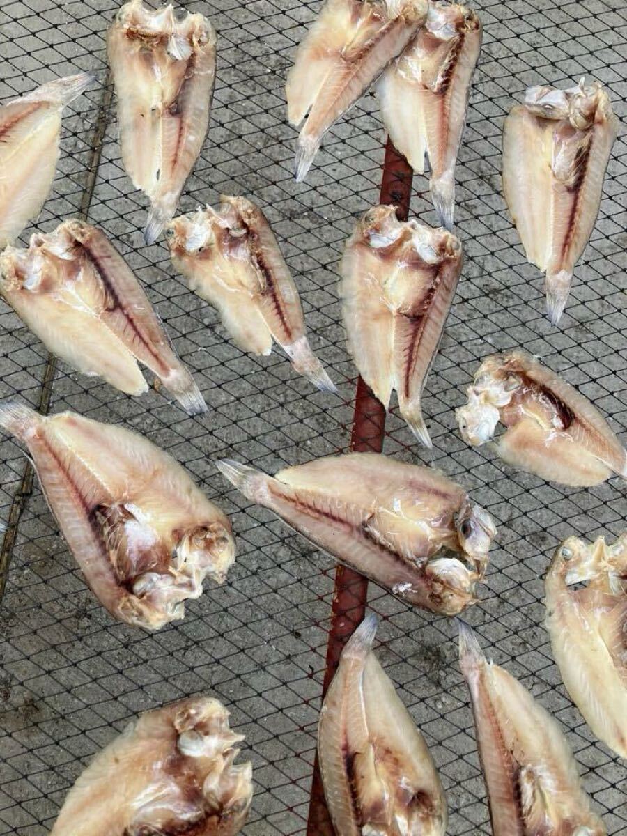 甘鯛　干物　4匹売り　（追加購入可能）送料一律 愛媛県豊後水道産漁師直送 他鮮魚アリ！ 冷凍発送　脂、旨味たっぷり！_画像3