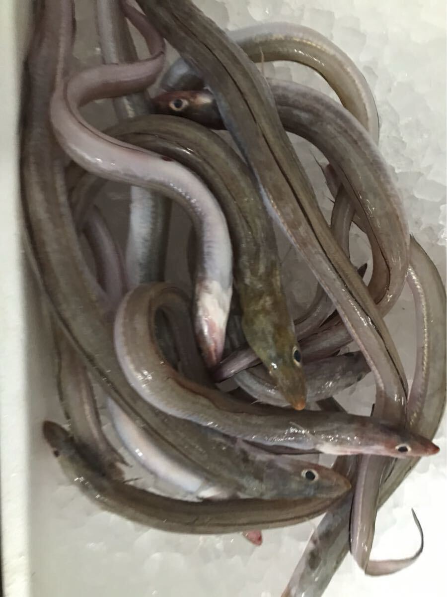 白穴子 アナゴ 1キロ (追加購入可能)送料一律 鮮度抜群 愛媛県豊後水道産漁師直送 他鮮魚アリ! 冷凍発送 穴子_画像1