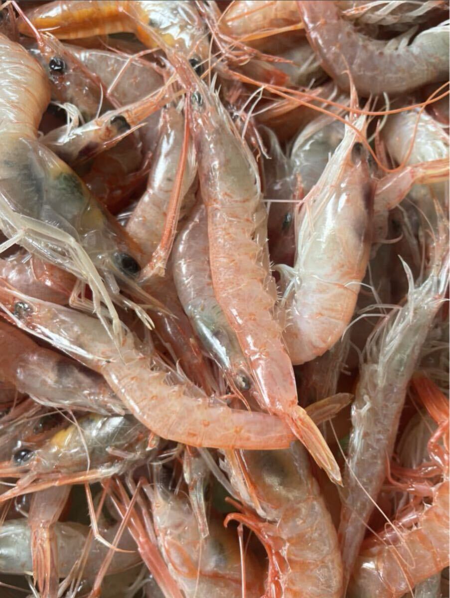 地エビ大　300グラム（追加購入可能）真空パック瞬間冷凍　送料一律 鮮度抜群 愛媛県豊後水道産漁師直送 他鮮魚アリ！ 冷凍発送！　海老_画像1