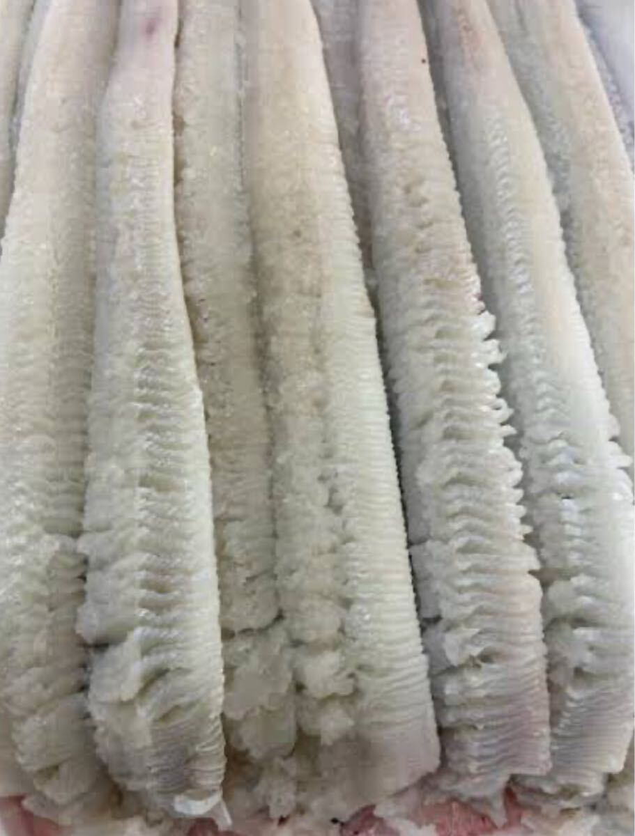 ハモ骨切り　500g　真空瞬間冷凍品（追加購入可能）送料一律 鮮度抜群 愛媛県豊後水道産漁師直送 他鮮魚アリ！ 冷凍発送！鱧_画像1