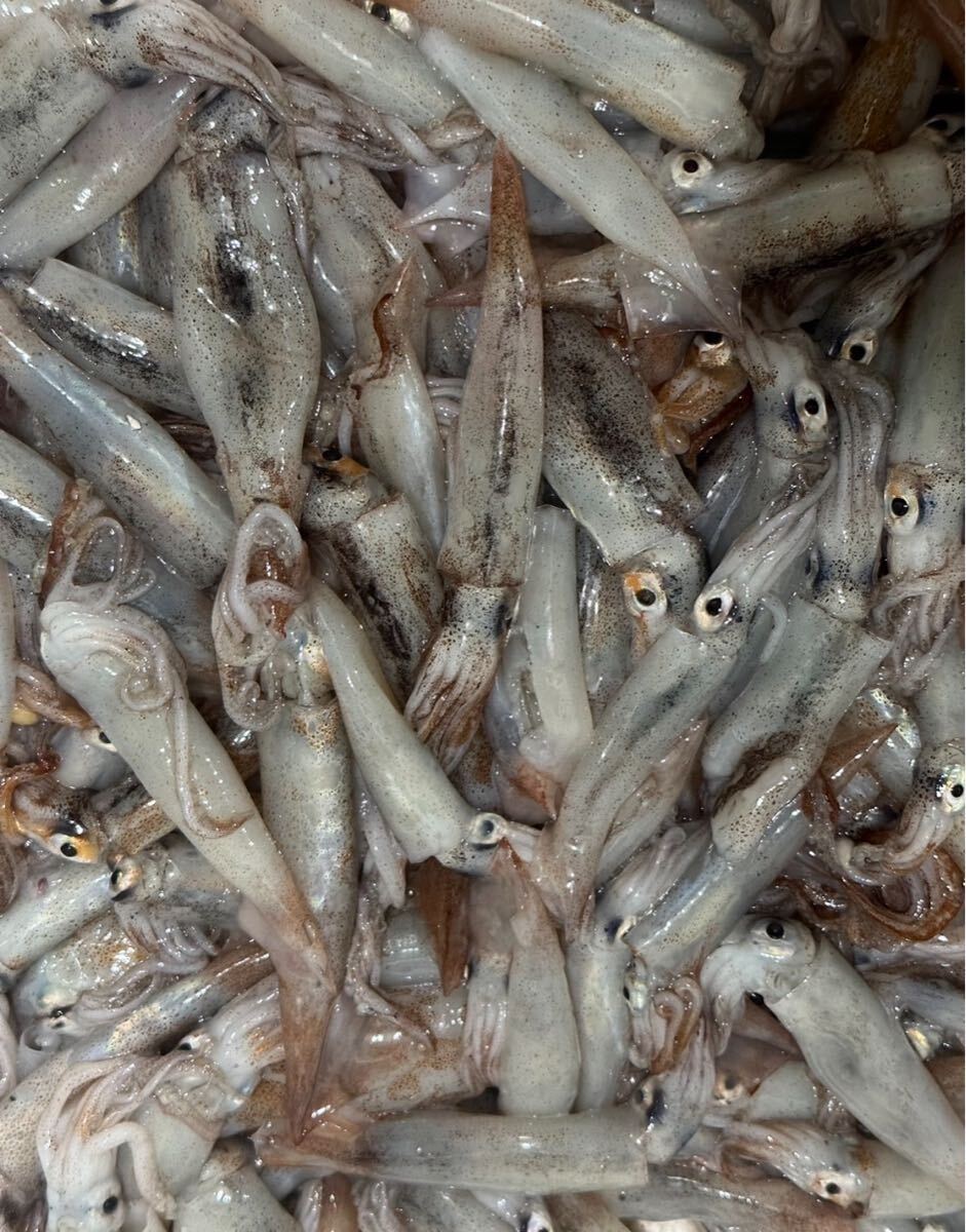 スルメイカ　500グラム（追加購入可能）真空パック瞬間冷凍送料一律 鮮度抜群 愛媛県豊後水道産漁師直送 他鮮魚アリ！ 冷凍発送！_画像1