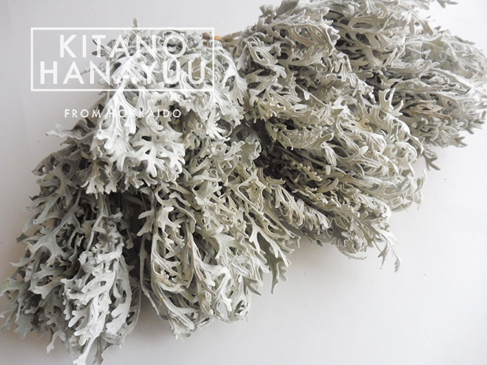 ^^^ север. цветок .^^^ белый ..30шт.@c-07