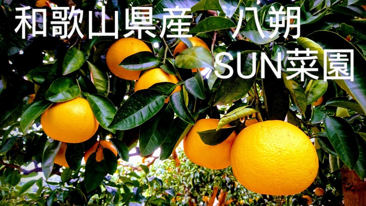 和歌山県産 八朔 はっさく ご家庭用 紀の川八朔 大小混合 みかん　訳あり　５キロ_画像1