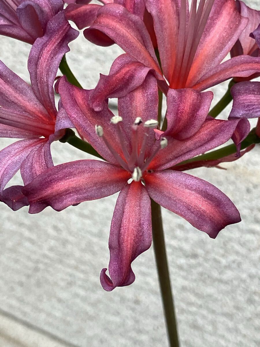  нерина фиолетовый серия 