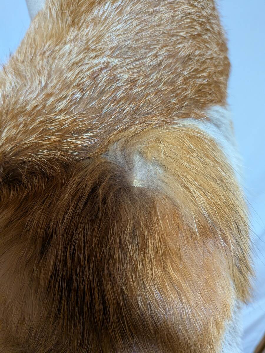 【11K-23】レッドフォックス◆リアルファーコート◆個性的なブラウンカラー_画像7