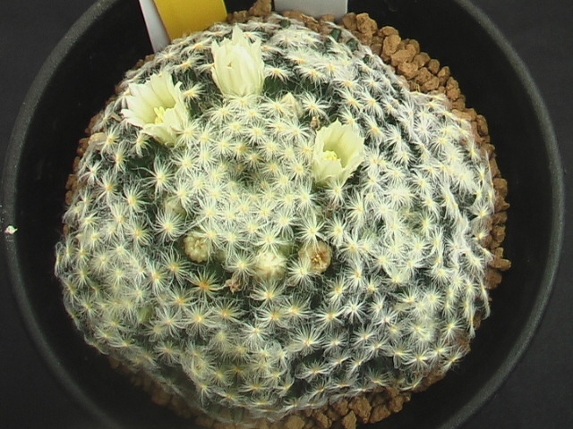 ★奈研★サボテン・多肉★134★マミラリア Mammillaria schiedeana v.plumosa Puente Dias実生 約W6.9cm_画像1