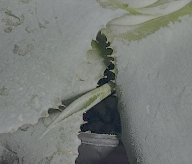 アガベ ポタトラム Agave potatorum 国内実生株_画像6