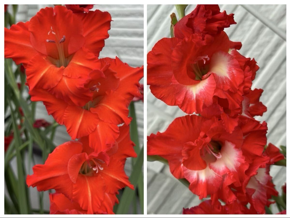 グラジオラス　球根15個　赤系_画像1