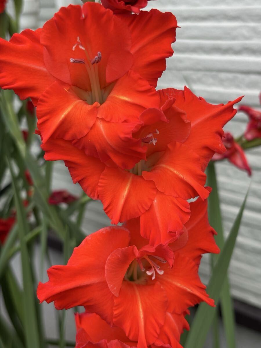 グラジオラス　球根15個　赤系_画像2