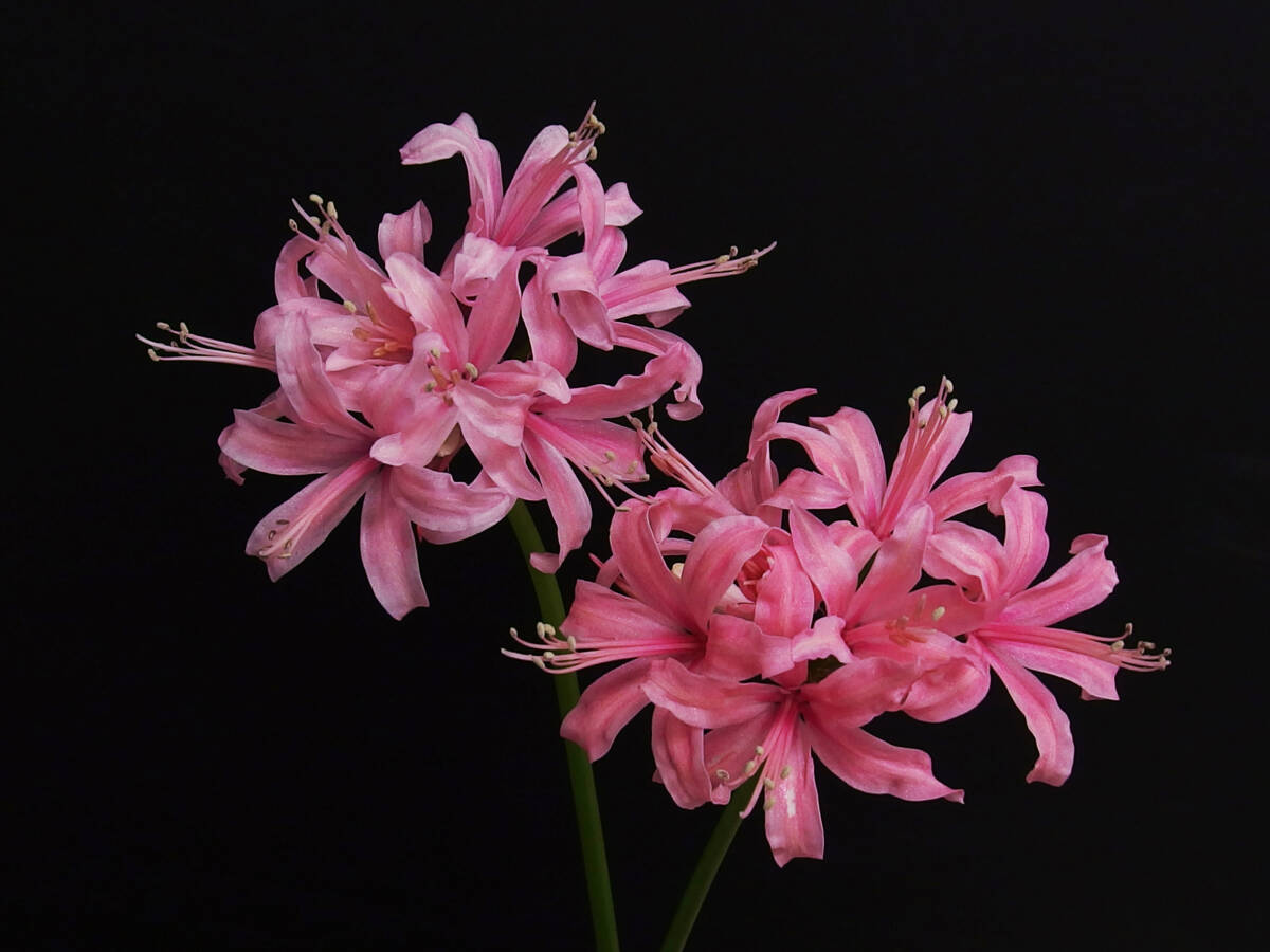 オリジナル品種！ネリネ　‘秋のほほえみ’ 　球根１球_画像2