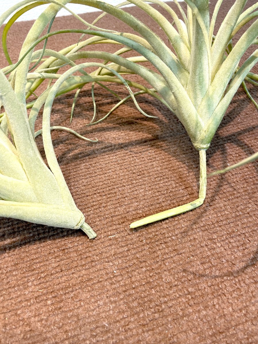 【福岡】インテリア雑貨 フェイクグリーン アソート◆人工観葉植物◆大:250×280◆モデルR展示品◆CR1110_Kh_画像4