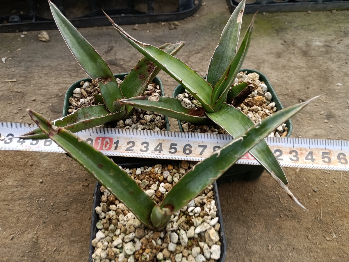  агава rechugila3 АО комплект выдерживающий холод 