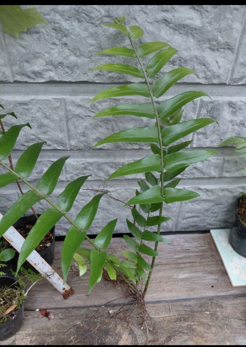 ホウビカンジュ 抜き苗 シダ植物 大型羊歯 南国 ネフロレピス ビセラータ_画像5